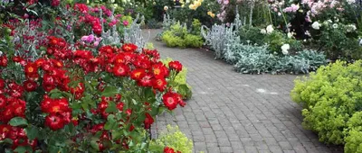 Почвопокровные розы в дизайне сада фото фотографии