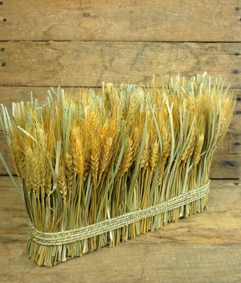 поделка из колосков пшеницы｜Поиск в TikTok