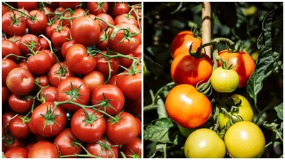 помидоры Подарок феи.jpg - Помидоры - tomat-pomidor.com