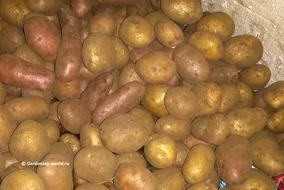 Как подготовить картофель к посадке за 7 шагов, собрав лучший урожай с  маленькой площади участка | Дача - это маленькая жизнь | Дзен
