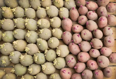 Подготовка семенного картофеля к посадке | Российский аграрный портал