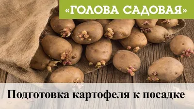 Голова садовая - Подготовка картофеля к посадке - YouTube