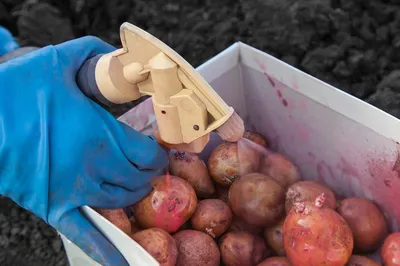 Как подготовить картофель к посадке: все этапы