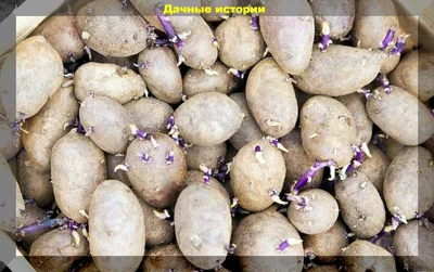 Советы по подготовке и посадке картофеля: подробная инструкция для  начинающих дачников | Дачные истории | Дзен