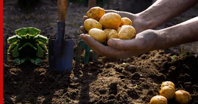 Залог большого урожая: как подготовить клубни картофеля к посадке и чем  обработать