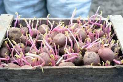 Как собрать картофель уже в июне: 7 секретов раннего урожая — новости  Техноэкспорт