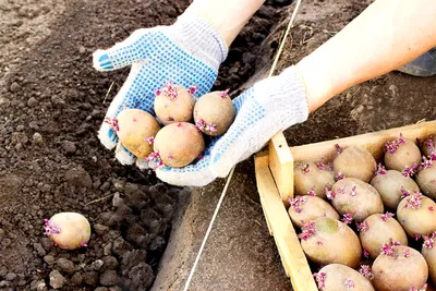Как подготовить картофель к посадке?