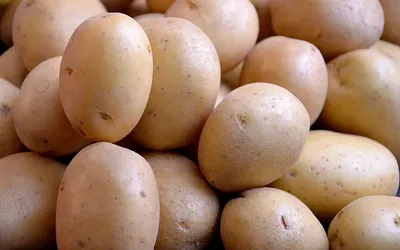 Способы посадки картофеля. Как получить максимальный урожай? — интернет  магазин товаров для сада и огорода Лето 🌿