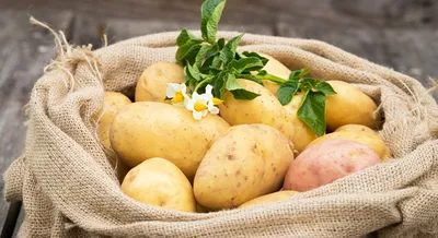 Подготовка картофеля к посадке в апреле и мае 2022 года: какой сорт  выбрать, как подготовить, лучшие