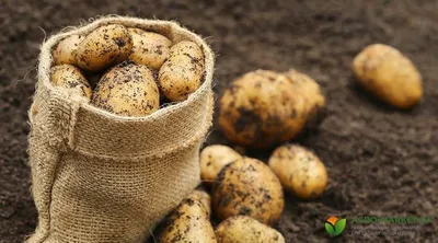 Как получить богатый урожай раннего картофеля