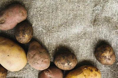 Как выбрать картофель на посадку: районированность, сорт, устойчивость к  болезням | Agro-Market