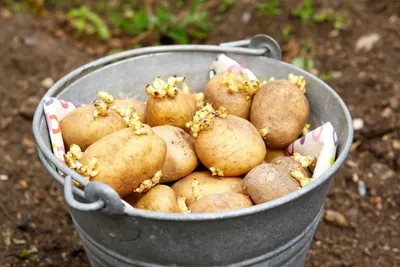 Подготовка картофеля к посадке. Прогрев, закалка, озеленение. | Деревенские  горожане | Дзен