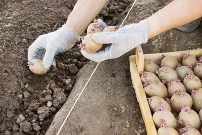 Яровизация: секрет2 урожаев картофеля за сезон | AgroMarket интернет  магазин семян