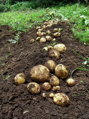 Основные ошибки при посадке картофеля и как их избежать Agro Market
