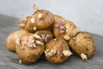 Подготовка клубней картофеля к посадке:важные моменты | Сад и огород | Дзен