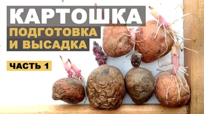 Подготовка картофеля к посадке - KP.RU