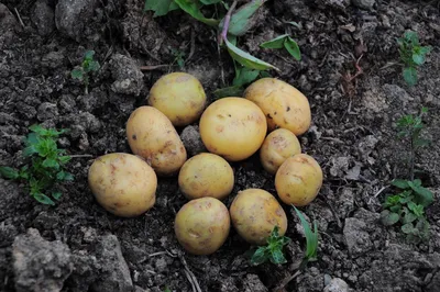 В семенном хранилище высоких репродукций идет подготовка миниклубней  картофеля к посадке в питомник первого полевого поколения - ООО «Агрофирма  «КРиММ»
