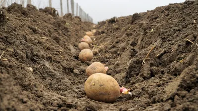 Подготовка картофеля к посадке в грядки. Первая часть | Медиагруппа ГЛАС