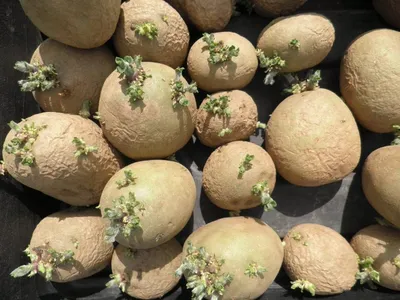В Дагестане начали посадку раннего картофеля — Журнал \"Картофельная Система\"