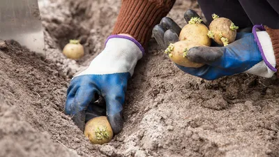 Готовим картофель к посадке: почему важен клубневой анализ