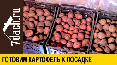Подготовка картофеля к посадке - 7 дач - YouTube