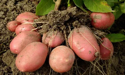 Подготовка картофеля к посадке весной: отбор клубней, замачивание, нарезка  и другие методы