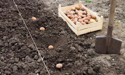 В семенном хранилище высоких репродукций идет подготовка миниклубней  картофеля к посадке в питомник первого полевого поколения - ООО «Агрофирма  «КРиММ»