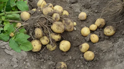 Посадка картофеля под зиму – отличный способ получить ранний урожай | На  грядке (Огород.ru)