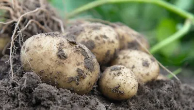 Как вырастить картошку на участке - Темы недели - Журнал - FORUMHOUSE