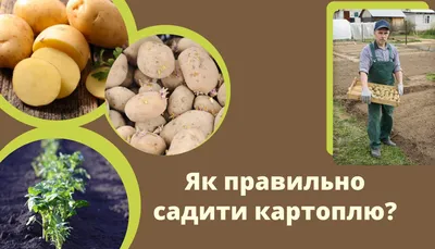 Как правильно подготовить семенной картофель к посадке? - Новини АПК |  Головні фермерські новини України