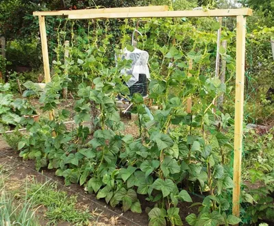 В огурцах сад с помощью сети, такие как поддержка Стоковое Фото -  изображение насчитывающей органическо, завод: 170751518