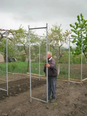 В огурцах сад с помощью сети, такие как поддержка Стоковое Фото -  изображение насчитывающей ферма, сад: 178813132