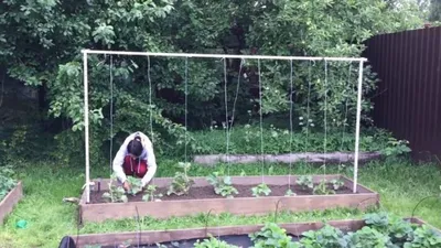 Подвязка томатов в открытом грунте, моя конструкция | уДачный проект | Дзен