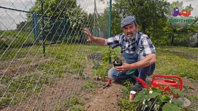 Как подвязать огурцы на грядке - обзор всех способов и советы садоводам