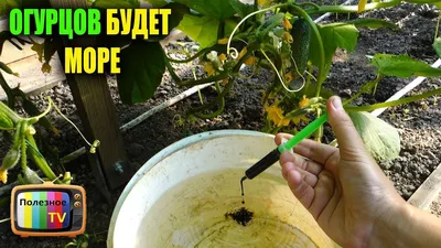 Как высаживать рассаду огурцов в открытый грунт