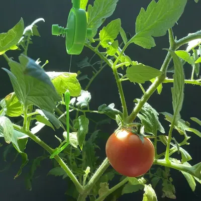 Подвязка помидор в теплице фото фотографии