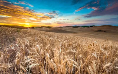 поле пшеницы в яркий солнечный день, голубое небо и барашки облака Stock  Photo | Adobe Stock