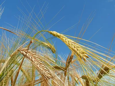 Пшеничное поле, пшеница изображение_Фото номер 501339865_JPG Формат  изображения_ru.lovepik.com