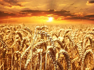 широкое поле пшеницы. фон пшеницы. растущая пшеница Стоковое Фото -  изображение насчитывающей урожай, семя: 216341814