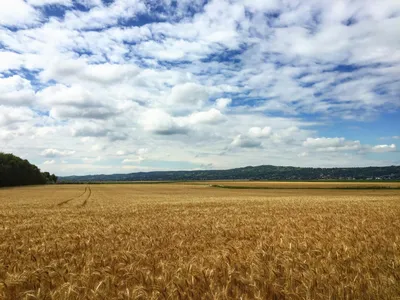 Золотое Поле Пшеницы — стоковые фотографии и другие картинки Пшеница -  Пшеница, Поле, Канада - iStock