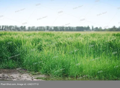 Золотистое поле пшеницы с голубым небом Стоковое Фото - изображение  насчитывающей зрело, страна: 27772520