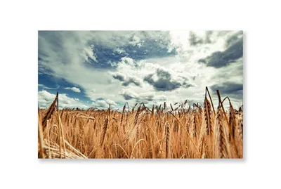 Бесплатные Поле пшеницы стоковые фотографии | FreeImages