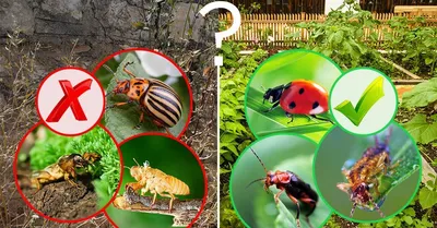 Полезные насекомые в саду и огороде фото фотографии