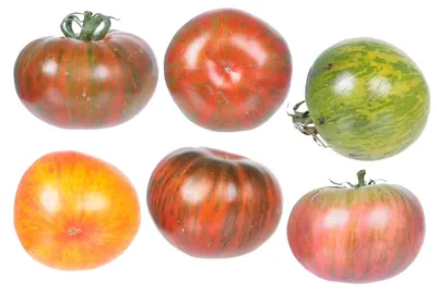 Полосатые томаты – большой обзор | probotsad | Дзен