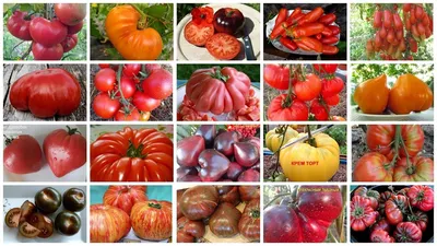 Редкие и экзотические томаты! | Дачная Коллекция