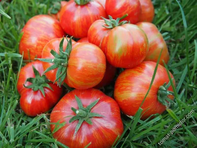 Полосатые помидоры - Альбомы - tomat-pomidor.com