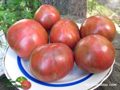 полосатые помидоры на винограднике. Стоковое Фото - изображение  насчитывающей плодоовощ, кухня: 226916900