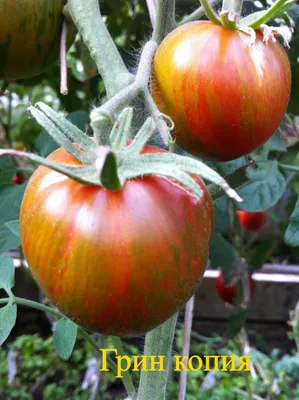 Черные и полосатые, круглые и овальные: необычные томаты ценятся выше
