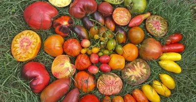 вкусные сорта томатов • Томаты от Беляева