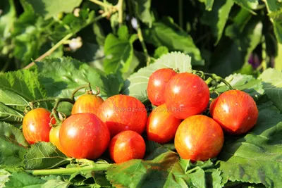 Семена томатов Striped Sweetheart, Dark (Полосатая милая, темная),США -  Сортовые семена Mr.Pomidor